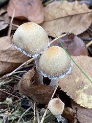 Psathyrella artemisiae