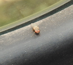 Gitona distigma
