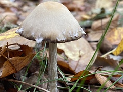 Psathyrella artemisiae
