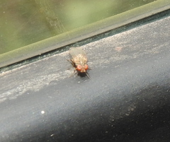 Gitona distigma