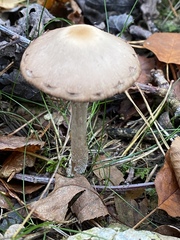 Psathyrella artemisiae