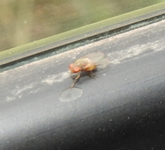 Gitona distigma