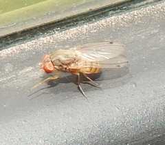 Gitona distigma
