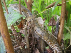 Gerrhonotus liocephalus
