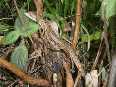 Gerrhonotus liocephalus