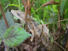 Gerrhonotus liocephalus