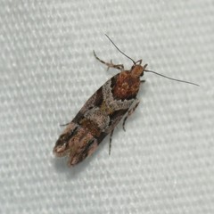 Aristotelia devexella