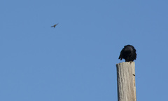 Corvus brachyrhynchos