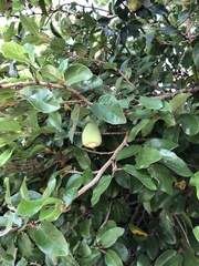 Ficus pumila