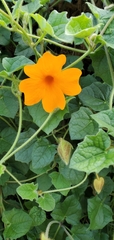 Thunbergia gregorii