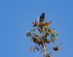 Corvus brachyrhynchos