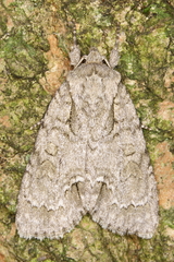 Acronicta spinigera