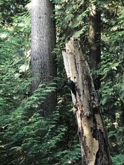 Dryocopus