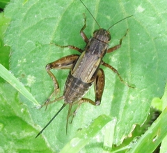 Allonemobius socius