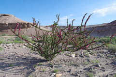 Bougainvillea spinosa