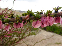 Bougainvillea spinosa