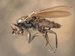 Limosina silvatica