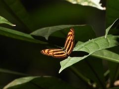 Lasippa heliodore dorelia