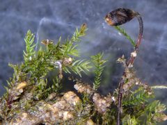 Rhynchostegiella teneriffae