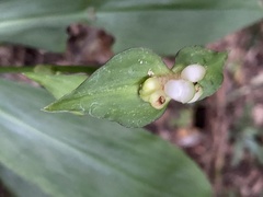 Tradescantia zanonia image