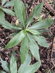 Tradescantia zanonia image