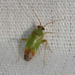Phytocoris vanduzeei