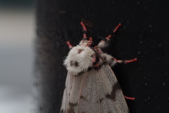 Lymantria mathura aurora