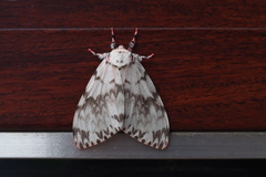 Lymantria mathura aurora