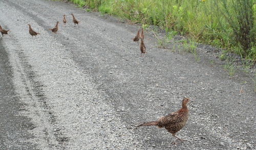 Manchurian ring-necked pheasant