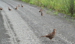 Phasianus colchicus pallasi