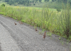 Phasianus colchicus pallasi