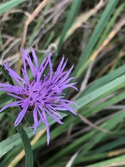 Centaurea debeauxii