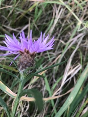 Centaurea debeauxii