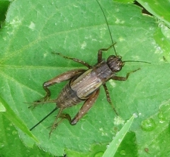 Allonemobius socius