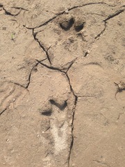 Hydrochoerus hydrochaeris