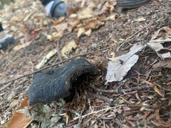 Craterellus cornucopioides