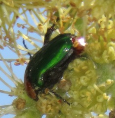 Leucocelis amethystina