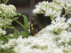Catasticta ctemene rubricata