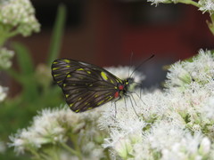 Catasticta ctemene rubricata
