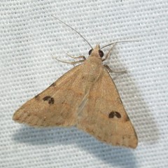 Hemeroplanis historialis