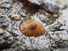 Calyptraea chinensis