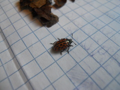 Chrysomela vigintipunctata