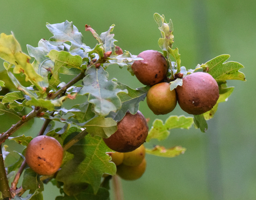 Oak Marble Gall Wasp