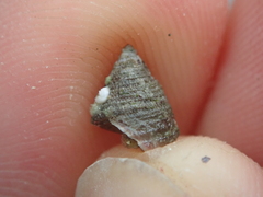 Jujubinus exasperatus