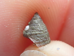 Jujubinus exasperatus