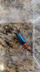 Stenaspis verticalis insignis