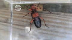 Stenaspis verticalis insignis