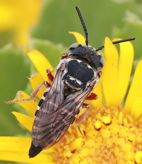 Xerocoelioxys
