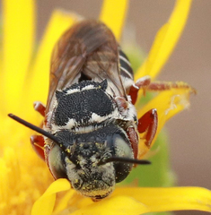 Xerocoelioxys