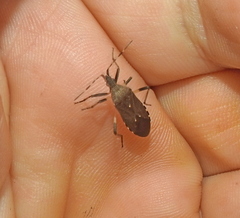 Dicranocephalus medius